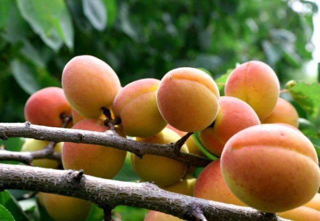 Самоплодные сорта абрикоса