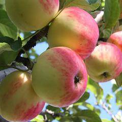 Сортовая характеристика яблони солнцедар - мыдачники