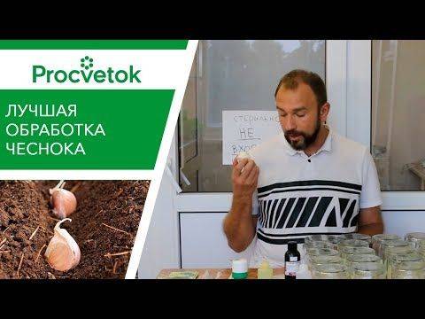 Посадка чеснока на зиму в беларуси: сорта, правила посадки, выращивание