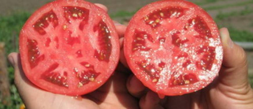 Как провести подготовку семян помидоров к посадке на рассаду
