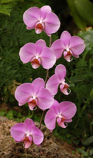 Как растут орхидеи в природе, как растет орхидея фаленопсис на дереве