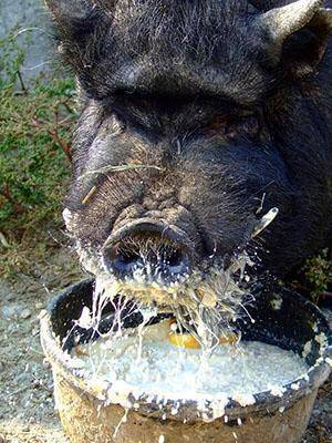 Вьетнамские вислобрюхие свиньи: содержание и уход, разведение и выращивание поросят, фото и видео