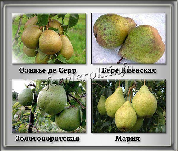 Груша белорусская поздняя: отзывы и правила выращивания, фото