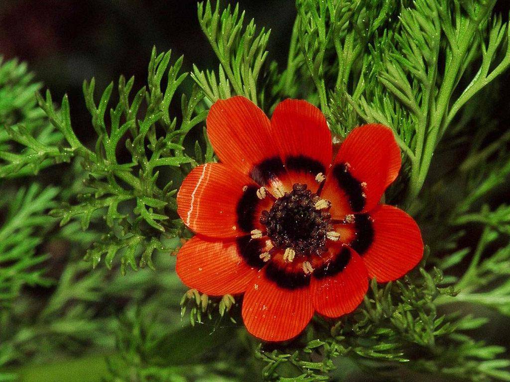 Цветок адонис (горицвет) — посадка и уход, полезные свойства и применение, фото