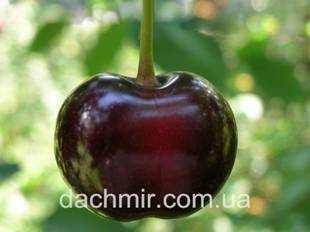 О вишне чернокорка: характеристика и описание сорта, выращивание и уход