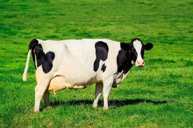 Сухостойный период у коров: что это такое? нормы кормления. сколько длится зимний сухостойный период?