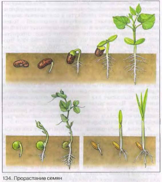 Подготовка семян огурцов к посеву: как прогревать, в чем протравить, нужно ли проращивать
