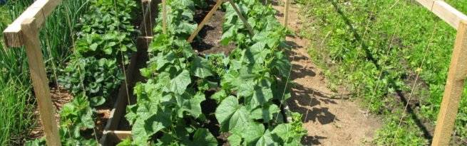 Огурец хрустишка f1, описание сорта с фото, отзывы о семенах и урожае от опытных садоводов