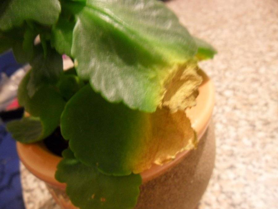 Сохнут и опадают листья у каланхоэ — причины, методы лечения