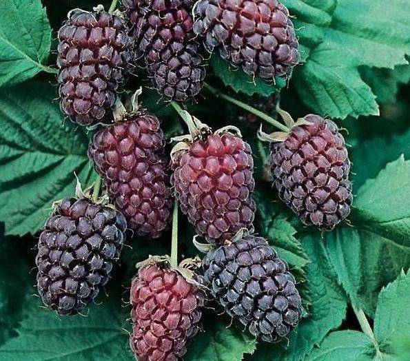 Ежемалина или тайбери гибрид малины и ежевики — логанова ягода посадка и уход