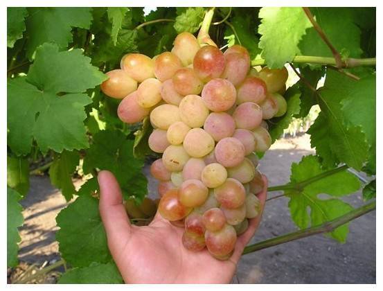 Виноград "белое чудо": описание сорта, фото, отзывы
