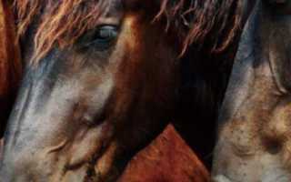 Названия мастей лошадей (фото): каурый, вороной, игреневый