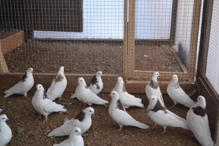 Пакистанские высоколетные голуби: фото, описание породы