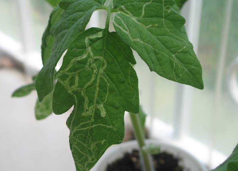 Белые пятна на листьях помидор — о чем говорит данный симптом?