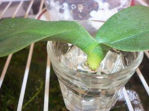 Реанимация орхидеи без листьев: как спасти орхидею, если у нее сгнили корни: советы, инструкция