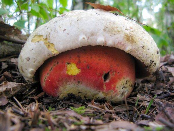 Сатанинский гриб: описание, как отличить от съедобных, фото