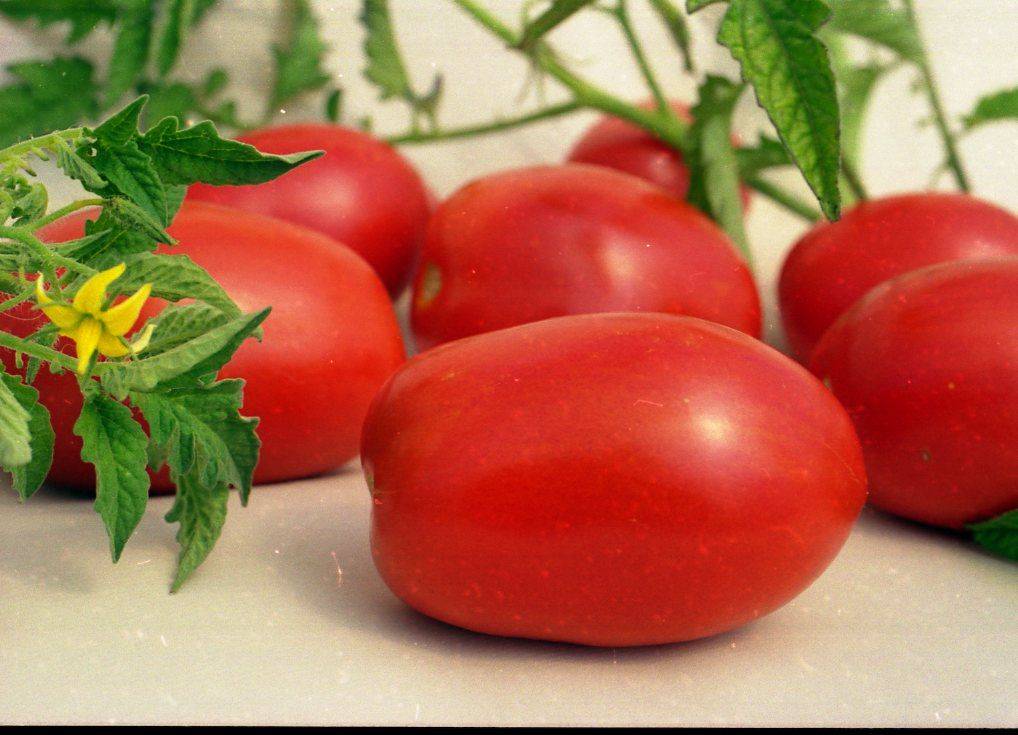 Сорта сливовидных томатов – дачные дела