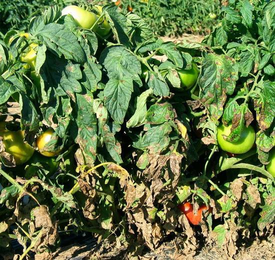 Что делать, если у помидоров листья сохнут и желтеют: причины, способы лечения и проверенные препараты, профилактика появления