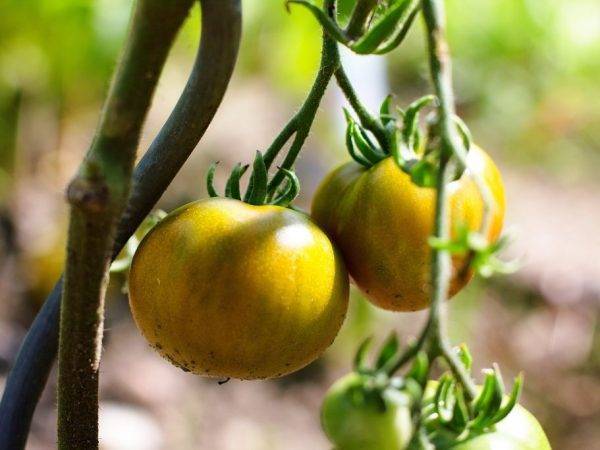 Томат медовый гигант: характеристика и описание сорта, урожайность с фото