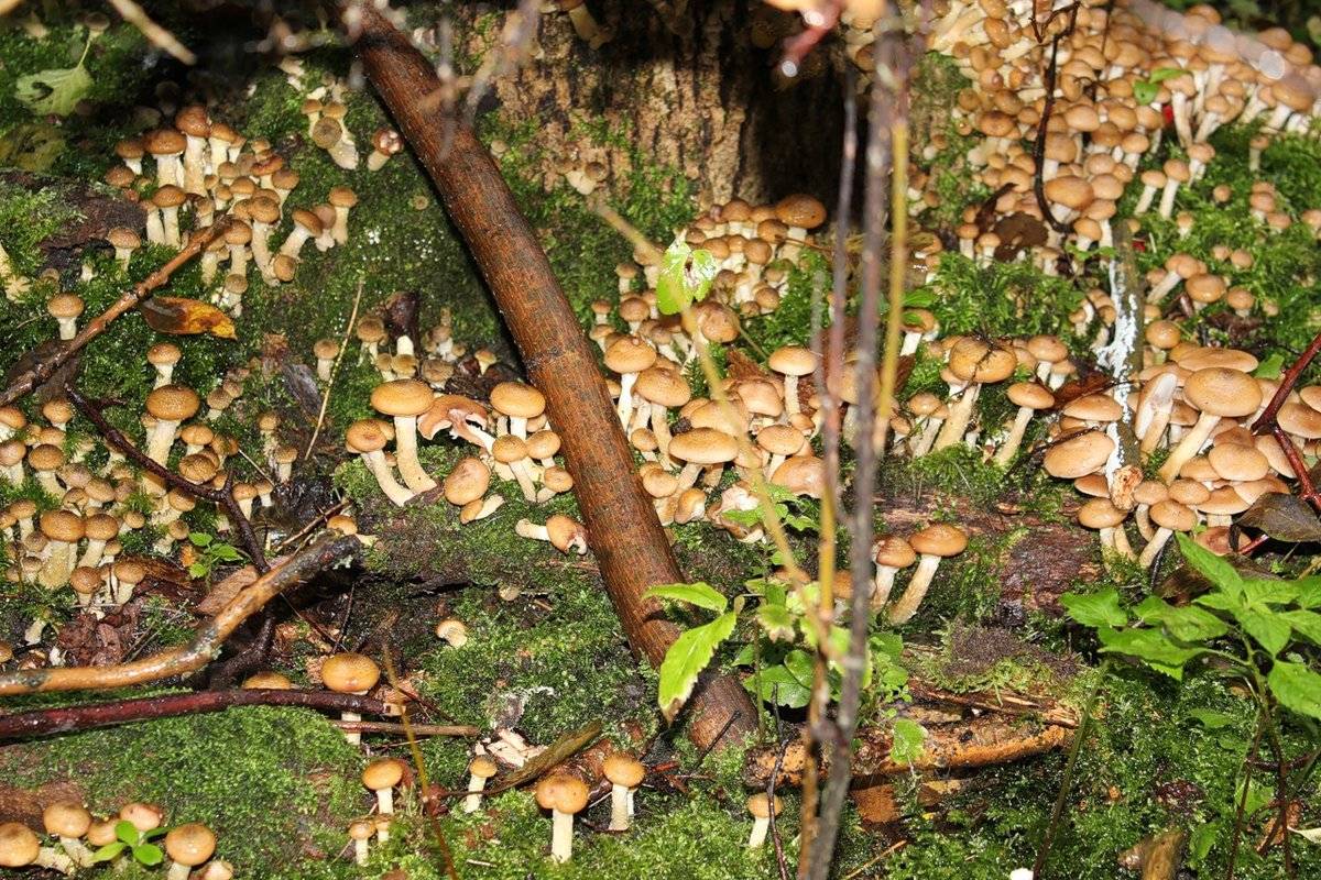 Где растет опенок осенний и когда его собирают: большие хитрости маленького гриба