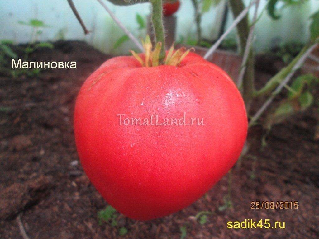 Описание сорта томата Малиновка — особенности выращивания