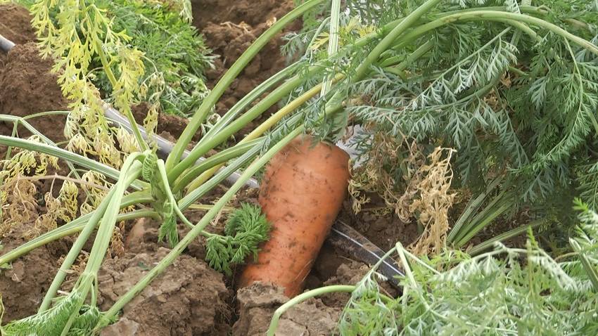 Выращивание вкусной, сладкой и большой моркови. Как?