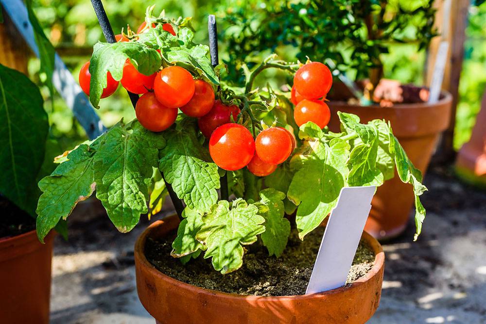 Все о выращивании томатов на подоконнике: от посева до сбора урожая