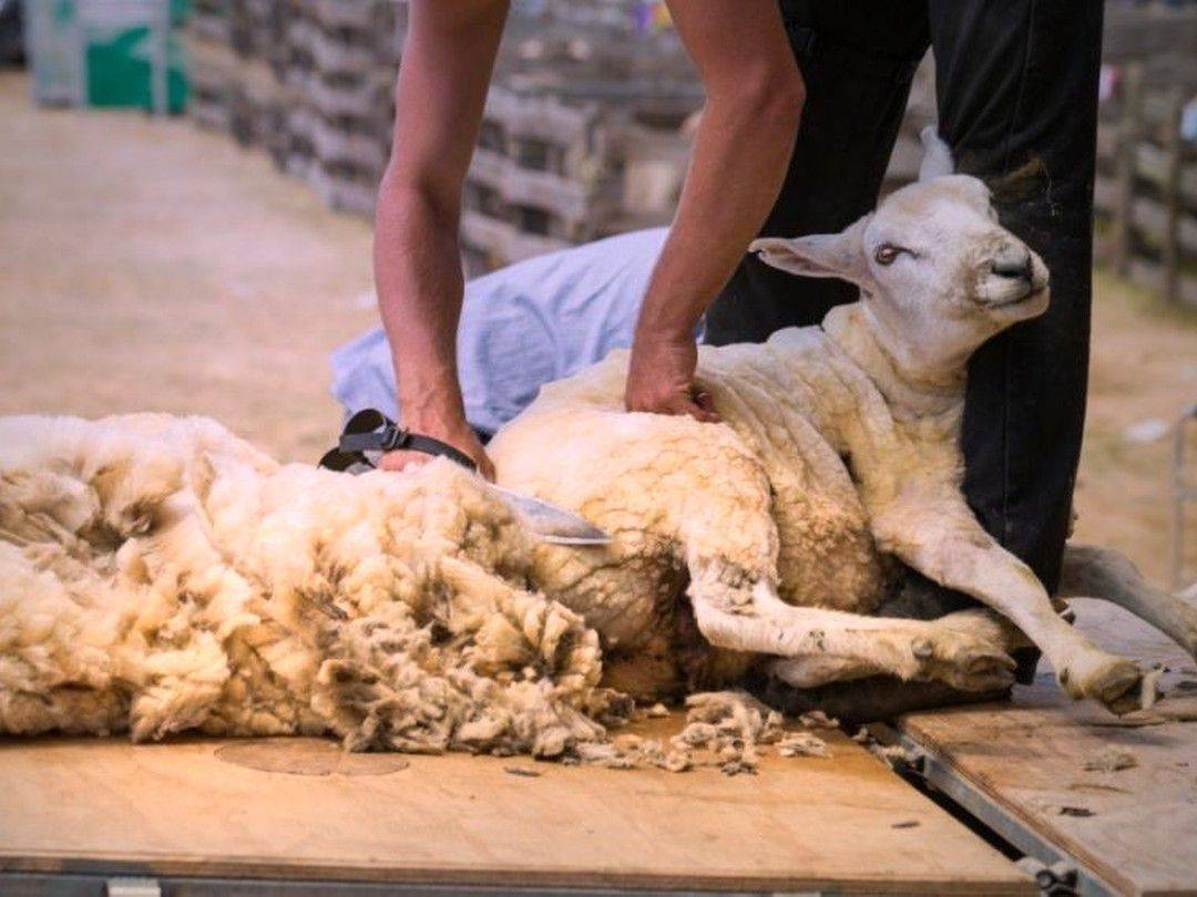 Машинка для стрижки овец: описание моделей и характеристики
