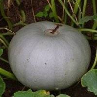Сорт тыквы крошка - описание, фото, отзывы огородников