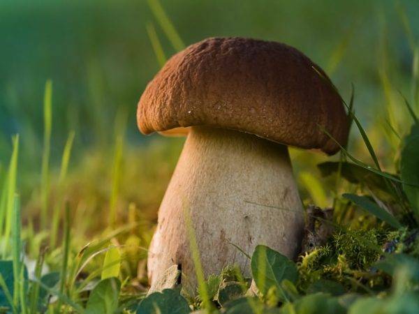 Грибы псковской области 2021: когда и где собирать, сезоны и грибные места