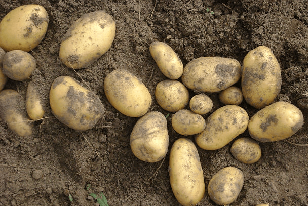 Описание картофеля Колетте: выращивание и отзывы огородников