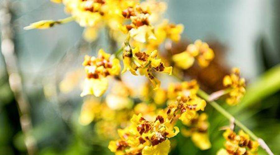 Орхидея онцидиум: уход в домашних условиях, пересадка, советы, видео