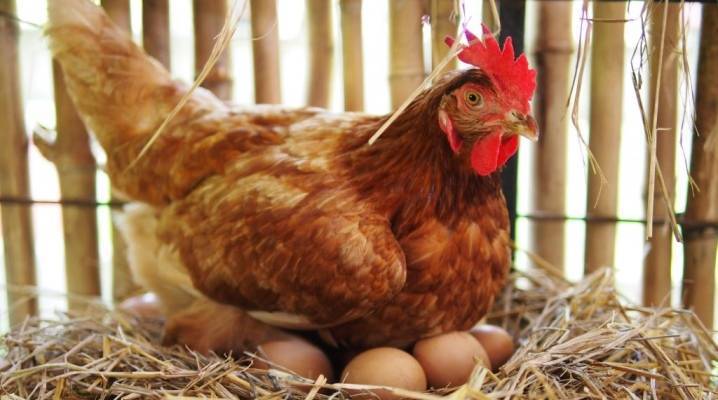 Несут ли бройлеры яйца и как они размножаются ⋆ все про кур