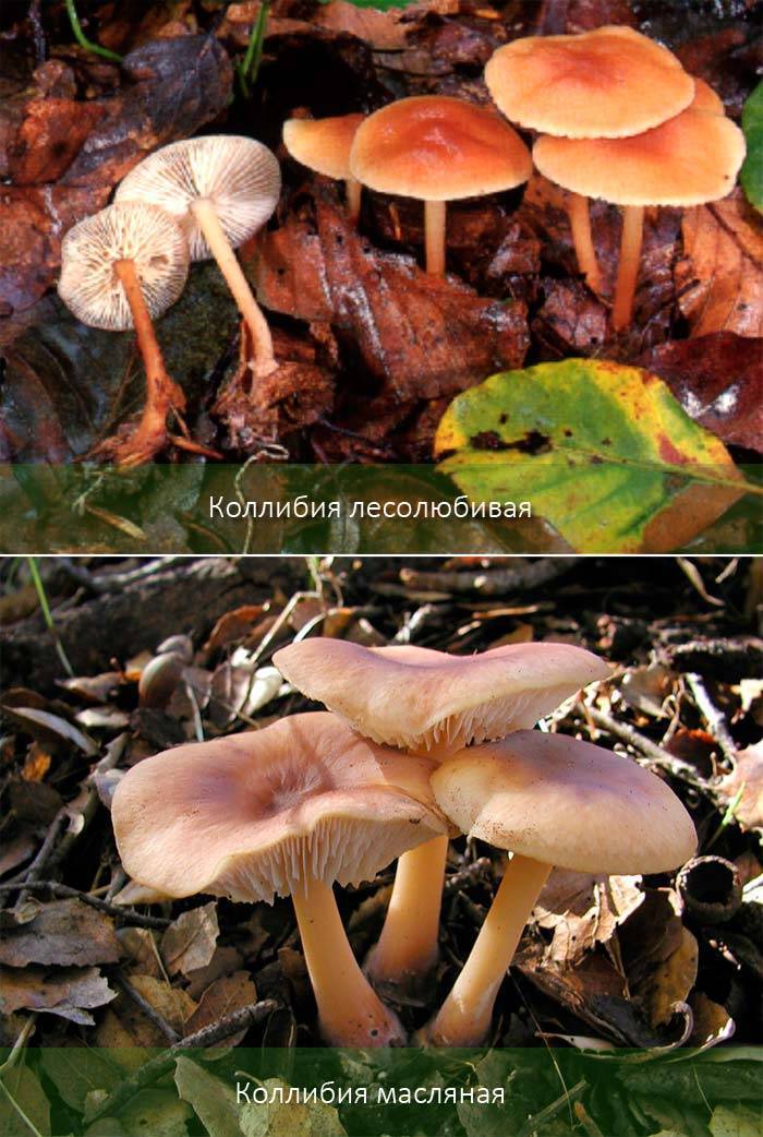 Луговой опенок: описание, съедобный гриб или нет, фото
