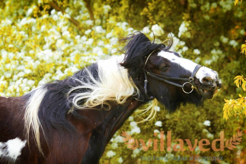 Пинто лошадь: фото, история, характеристика, окрас масти, повадки, ценность