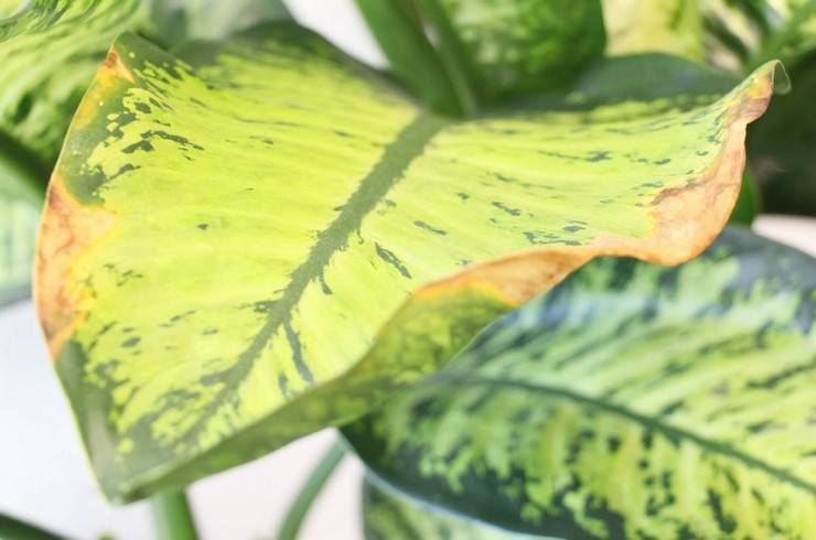 Почему желтеют листья у диффенбахии? причины и решение проблемы