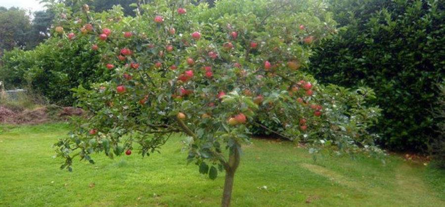 Основные сорта карликовых яблонь для выращивания на территории РФ