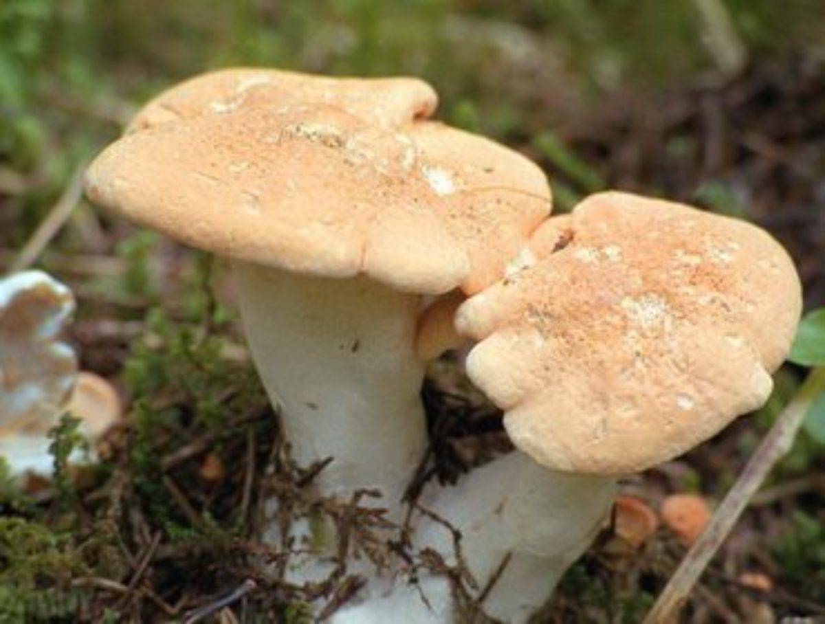 Ежовик коралловидный – в чем сходство гриба с кораллом?