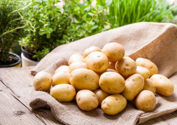 Урожайность картофеля с 1 сотки и с 1 гектара