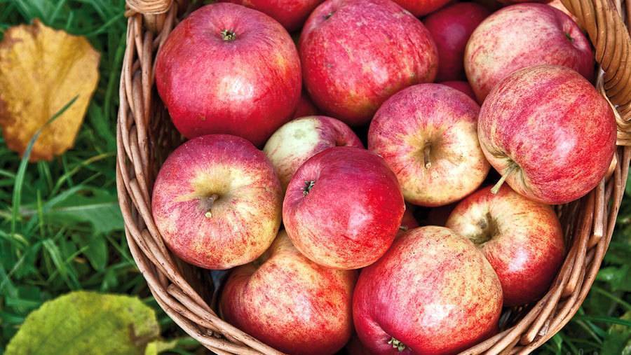 Сорт яблони штрейфлинг: описание, фото