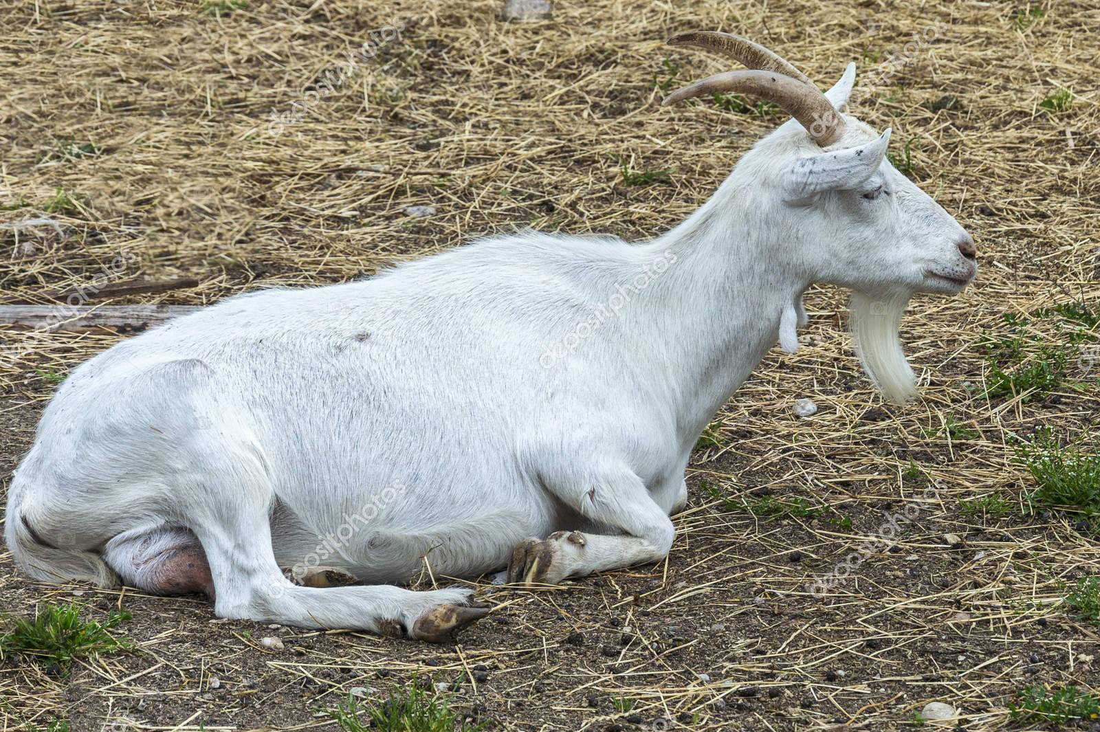 Методы осуществления обрезки копыт у коз