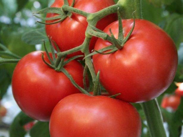 Томат андромеда: характеристика и описание сорта, урожайность, отзывы с фото