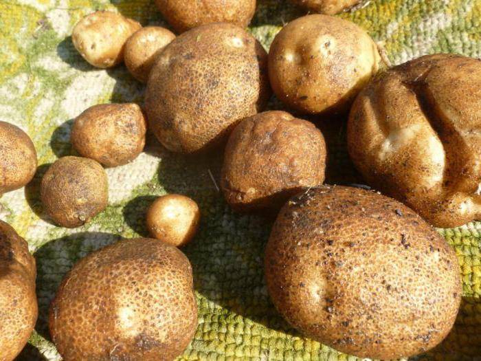 Картофель "киви": описание сорта, фото, отзывы