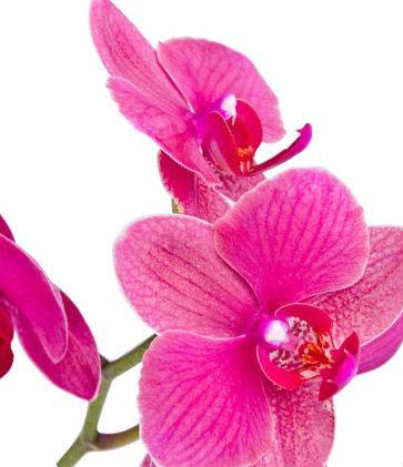 Агротехника орхидеи фаленопсис дома: размножение, пересадка, цветение