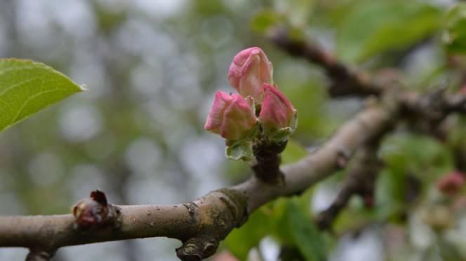 Весенний уход за яблонями по правилам. обрезка, подкормка, защита. фото — ботаничка.ru