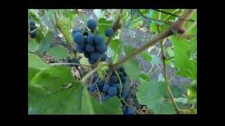 Виноград левокумский: описание, посадка, уход, заболевания
