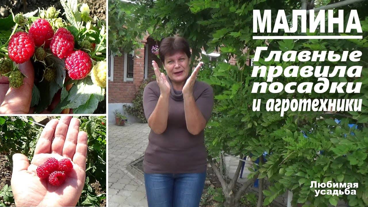 Малина: посадка и уход, выращивание в саду, обрезка и размножение