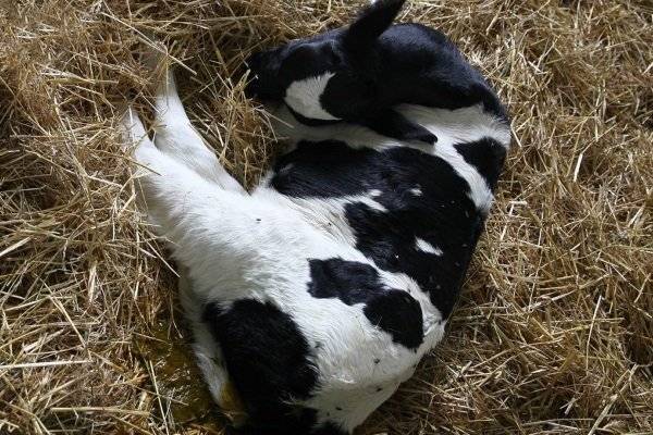Болезни  скота | болезни новорожденных телят