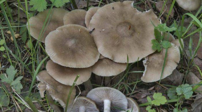 Ядовитые грибы – список, фото, название, описание, видео, как отличить  - «как и почему»