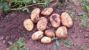 Кумач: описание семенного сорта картофеля, характеристики, агротехника